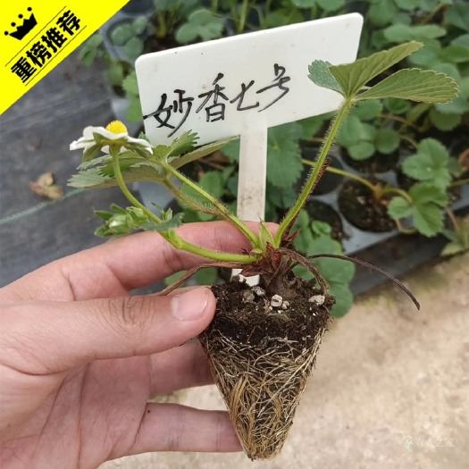 泰安妙香7号草莓苗  妙香七号草莓苗 十年草莓育苗 免费技术指导