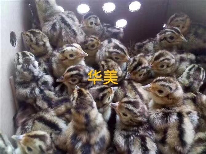 江门山鸡苗