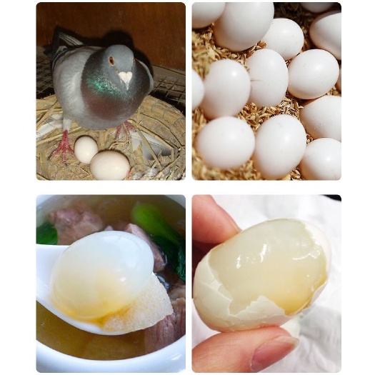 莘县新鲜鸽子蛋，农家自养，美味健康，一鸽胜九鸡