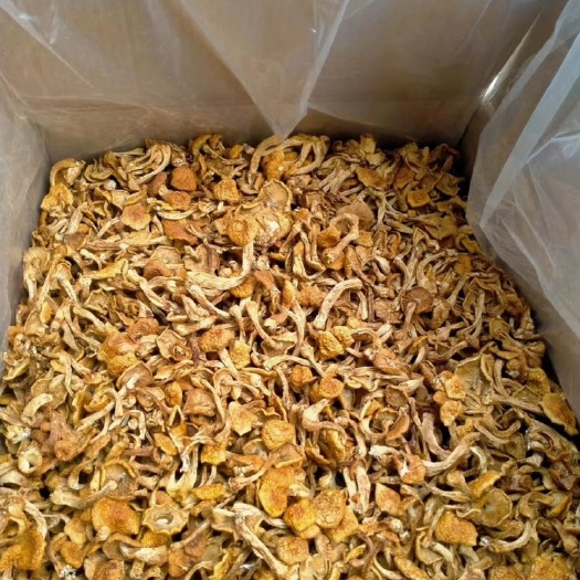 哈尔滨滑子菇