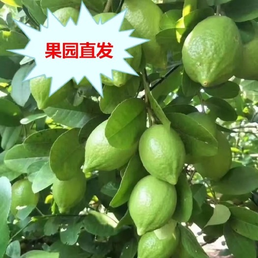 开平市刀鱼 广东香水柠檬无籽的，产地台山