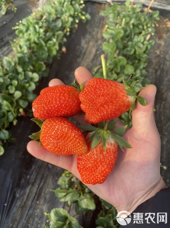 章姬草莓苗  章姬，甜宝，草莓苗品种齐全，根系发达