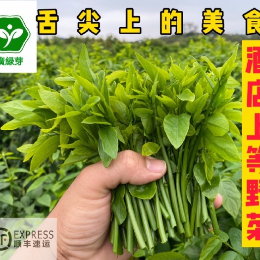茂名树仔菜益肝菜海南野菜天绿香泰国枸杞食用农产品生鲜脆口美食蔬菜