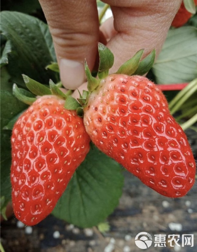 章姬草莓苗  章姬，甜宝，草莓苗品种齐全，根系发达