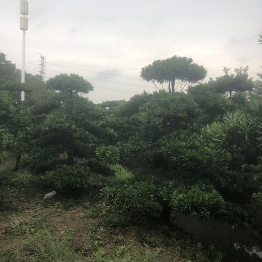 中山市罗汉松盆景