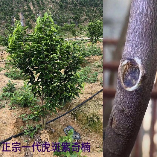 茂名奇楠沉香树 正宗紫奇楠苗虎斑奇楠品种名贵沉香奇楠苗紫棋楠嫁接树苗