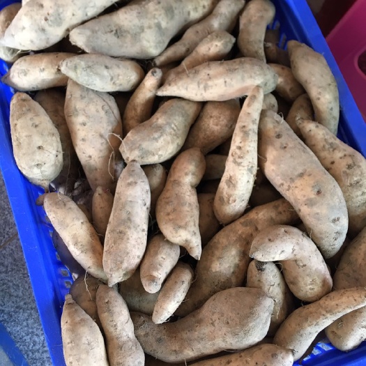 高州市火龙果 广东高州水库沙地黄心甜薯：需要大量的联系我