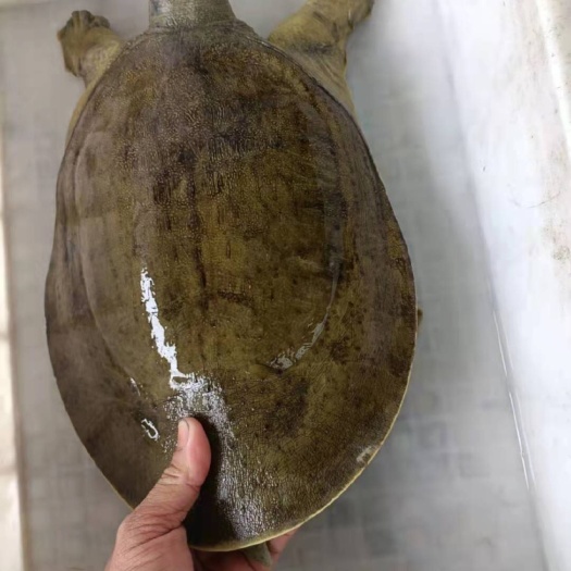 揭阳清溪花鳖 