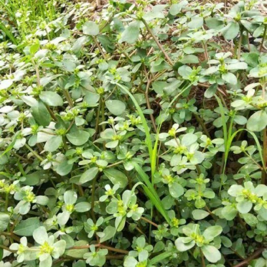 石家庄马齿苋 马齿笕 干  鲜