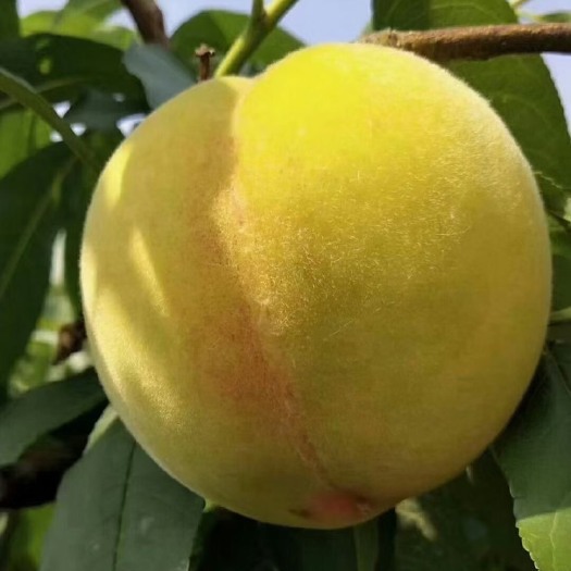 广州 黄桃