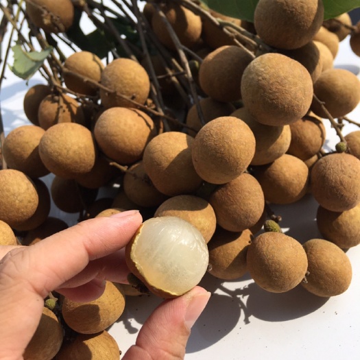 高州市广东高州储良龙眼．需要大量的联系和
