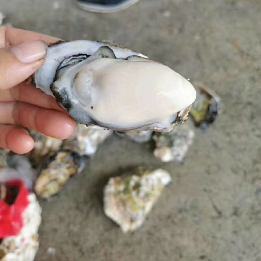 融水县珍珠蚝  福建蚝小泡沫箱装