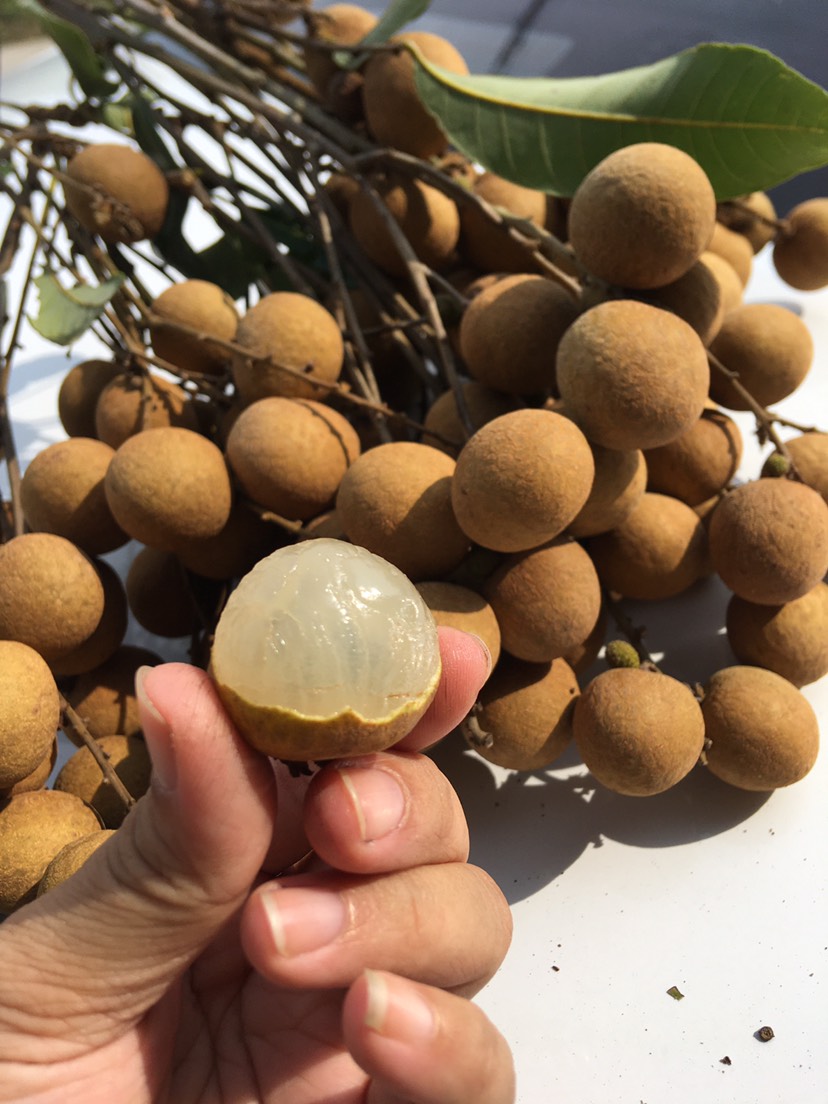 广东高州储良龙眼．需要大量的联系和