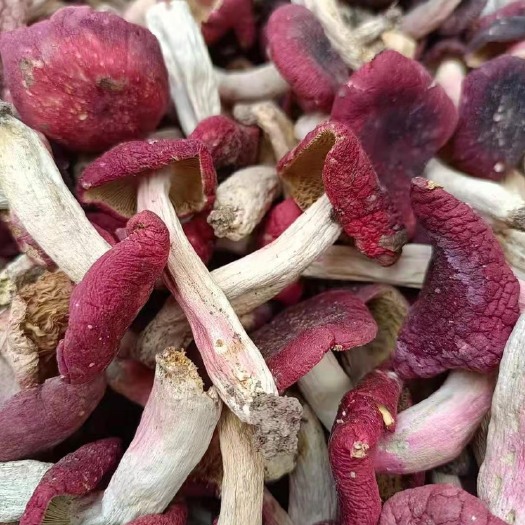 泌阳县野生红菇食用菌干货天然红菇河南产地一手货源批发价位