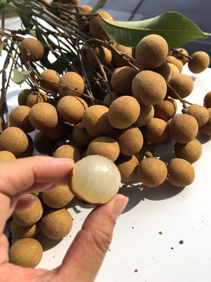 广东高州储良龙眼．需要大量的联系和
