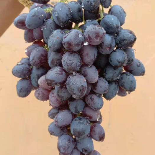  新疆巴楚酿酒葡萄，品相好，价格不高。欢迎酒厂老板打扰