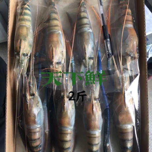 高邮市液氮速冻罗氏沼虾金钱虾