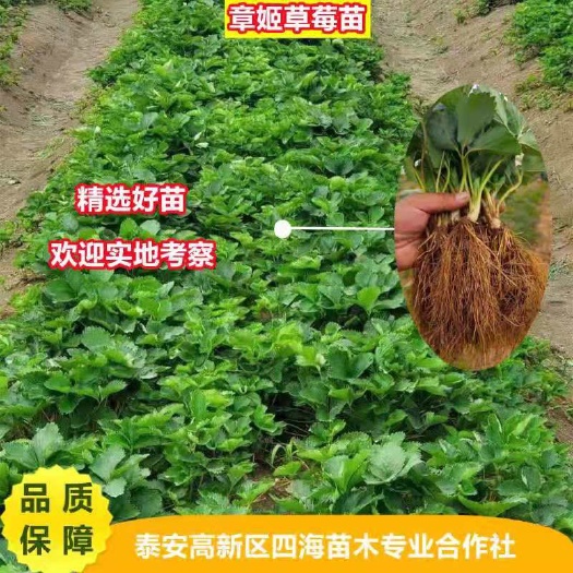 济南章姬草莓苗  章姬，甜宝，草莓苗品种齐全，根系发达