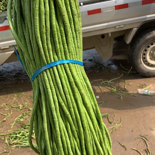 开封长豇豆 精品豆角！