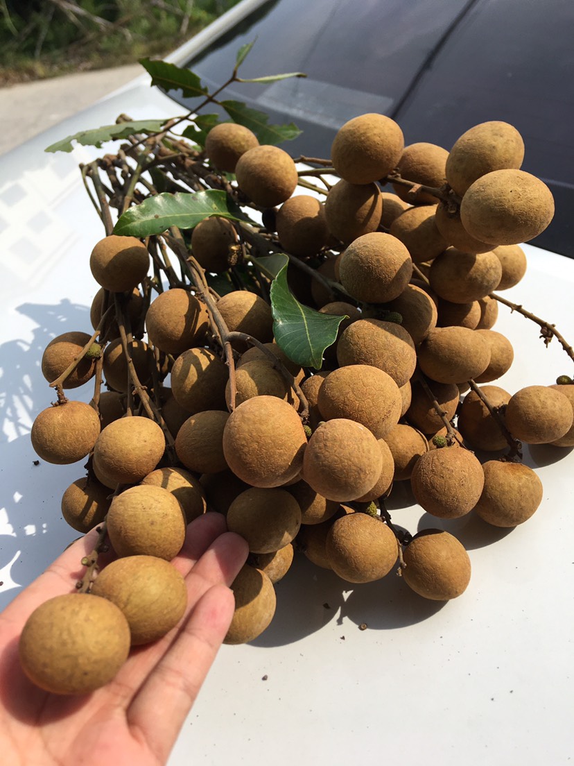 广东高州储良龙眼．需要大量的联系和