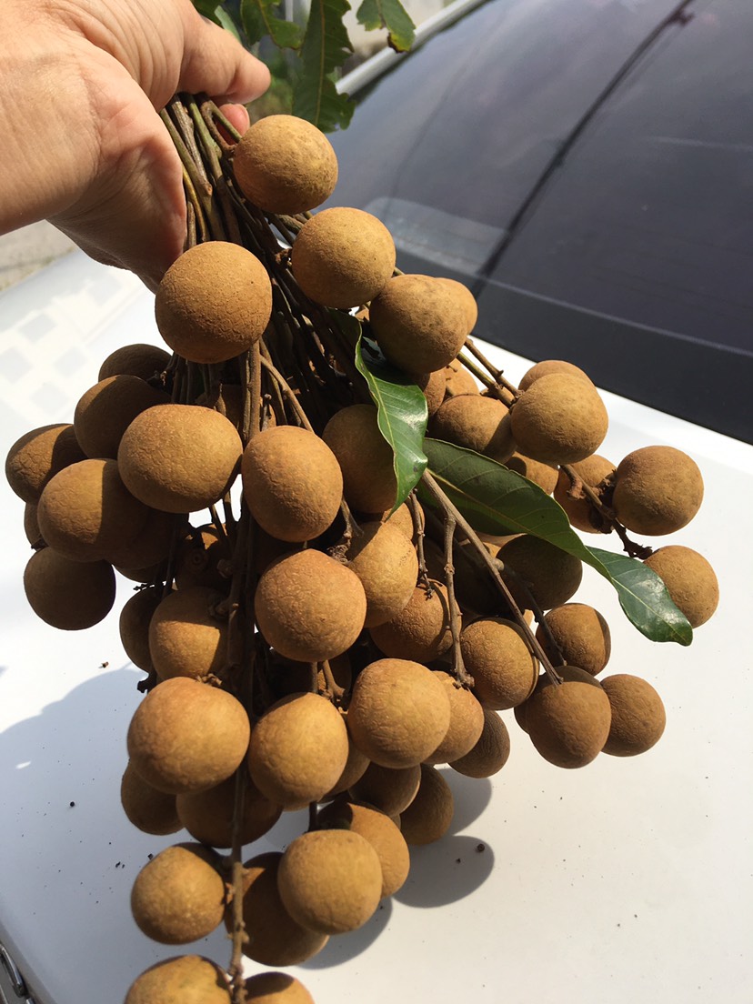 广东高州储良龙眼．需要大量的联系和