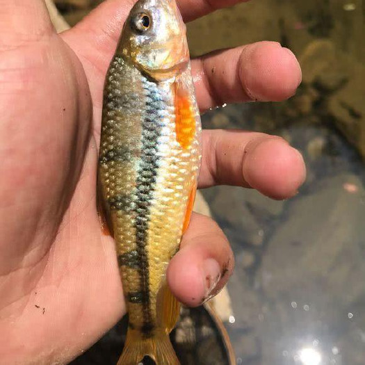 常德淡水石斑鱼苗 溪水石斑鱼大量供应