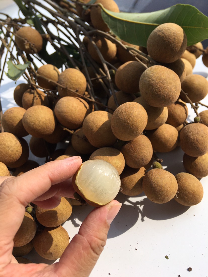 广东高州储良龙眼．需要大量的联系和