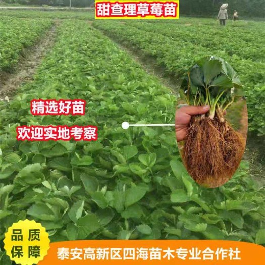 泰安甜查理草莓苗，价格优惠，保温箱发货，质量保证，根系发达