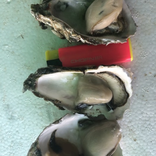 诏安县珍珠蚝  福建生蚝，常规生蚝。烧烤生蚝，蒜蓉生蚝。
