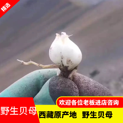 林芝贝母   藏贝母 西藏一手货源 产地直发 品质保证