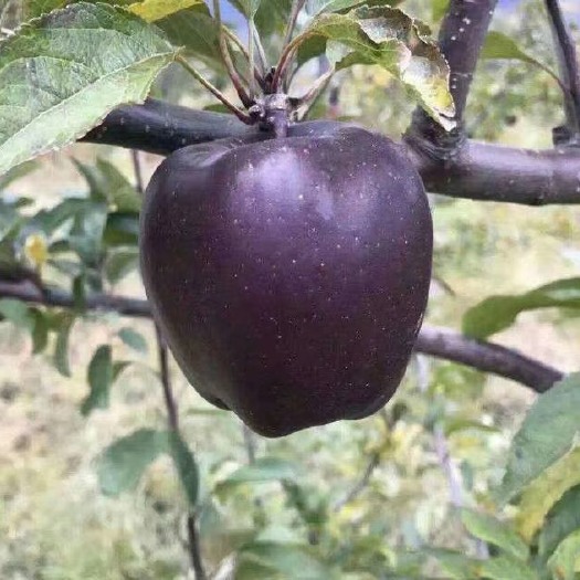 黑钻苹果树苗  黑砖苹果苗 墨黑苹果苗 新品种黑苹果种苗基地
