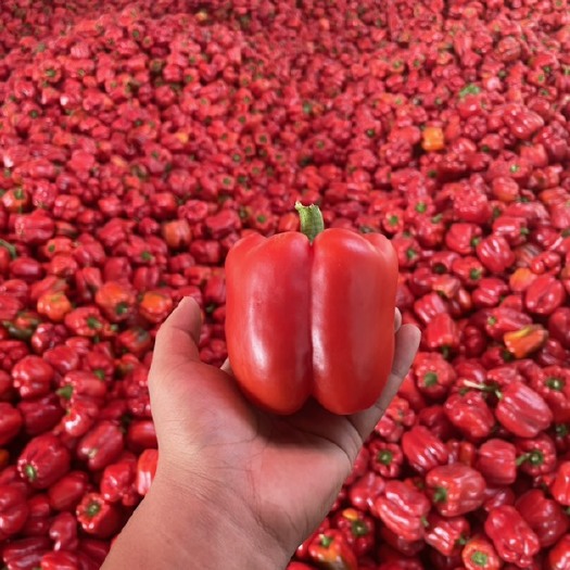 五原县彩椒甜椒大量上市，对接微商电商市场 产地直供