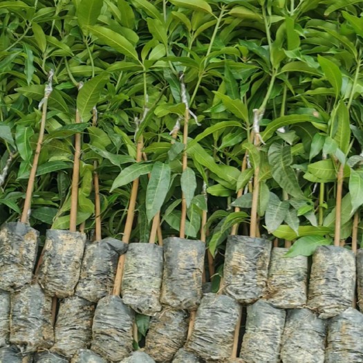 昭通芒果苗  云南芒果树苗杯苗
