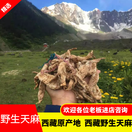 林芝天麻 天麻  一手货源 西藏产地直发 质量保证