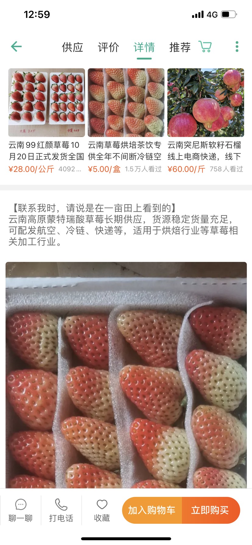 蒙特瑞草莓  四季草莓 蒙特瑞