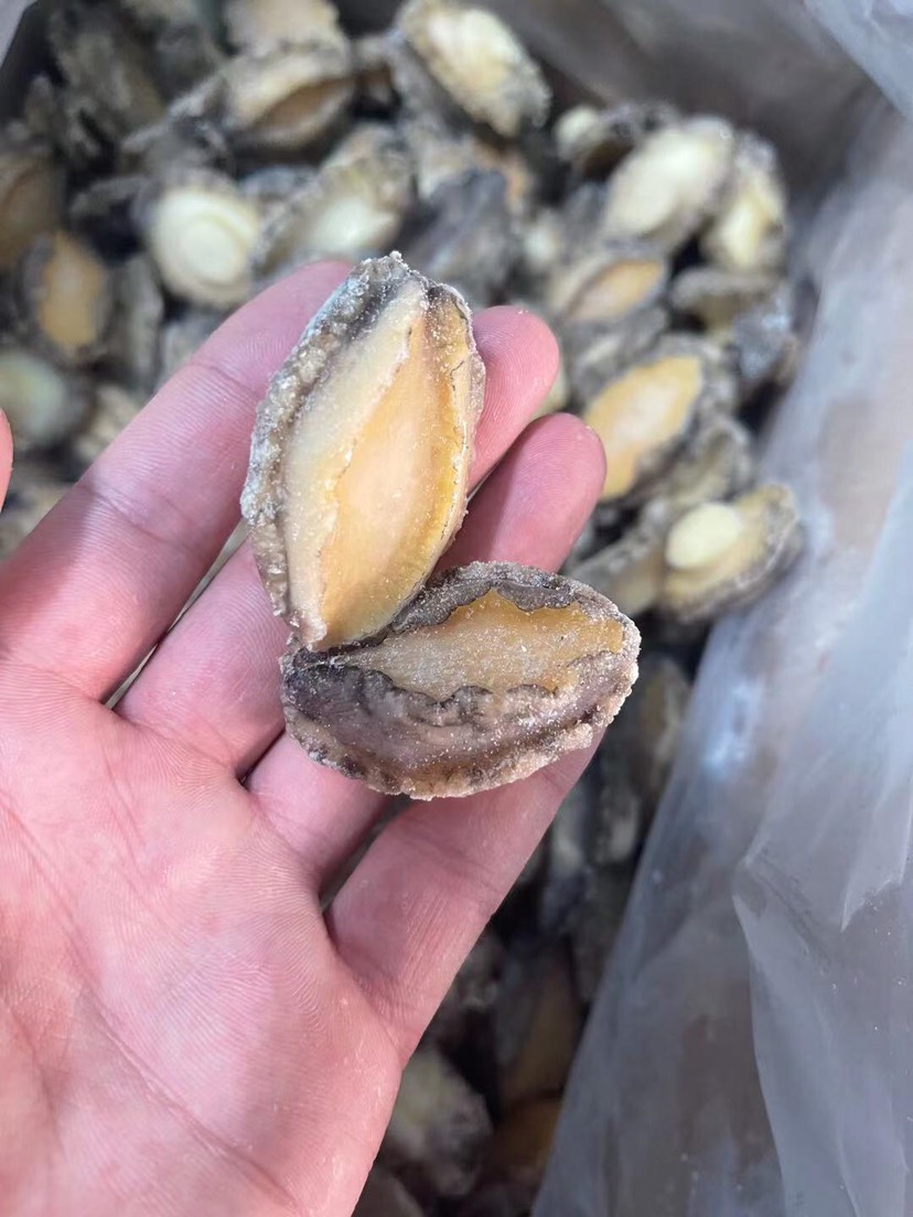 九孔鲍 鲍鱼 漂烫八分熟带壳鲍鱼8头10头12头酒店婚宴