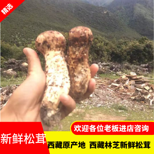 西藏林芝新鲜松茸 1000g每件 一件代发 欢迎洽谈