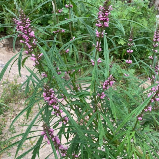 北京老峪沟荒山沟的中草药-益母草