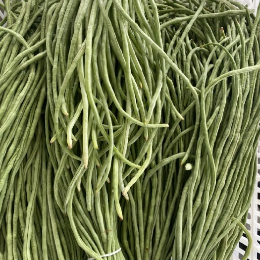 蒙城县 大量豆角，价格优美，欢迎实地考察