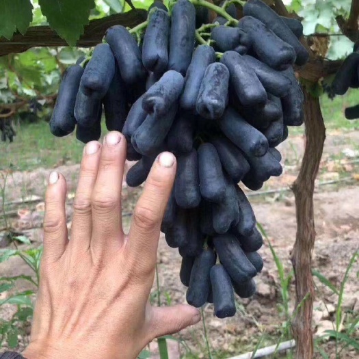 营口蓝宝石葡萄苗 脱毒处理 保成活南北方均可种植至少四颗饱满芽眼
