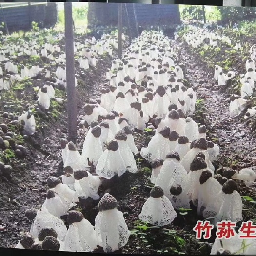 佛山长裙竹荪 贵州省铜仁市沿河土家族自治县 干竹荪 