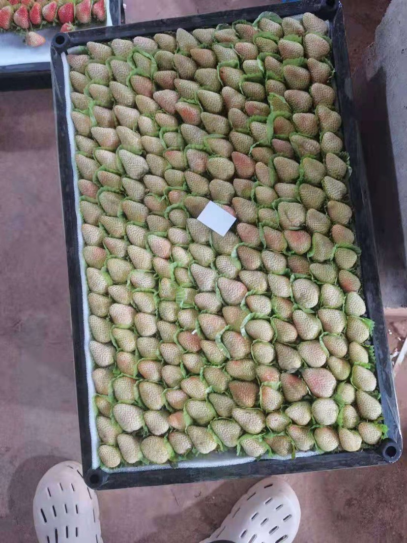 蒙特瑞草莓  四季草莓 蒙特瑞