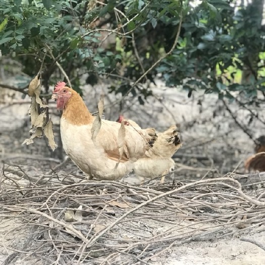 广州土鸡  齐毛靓身脆皮鸡果园鸡