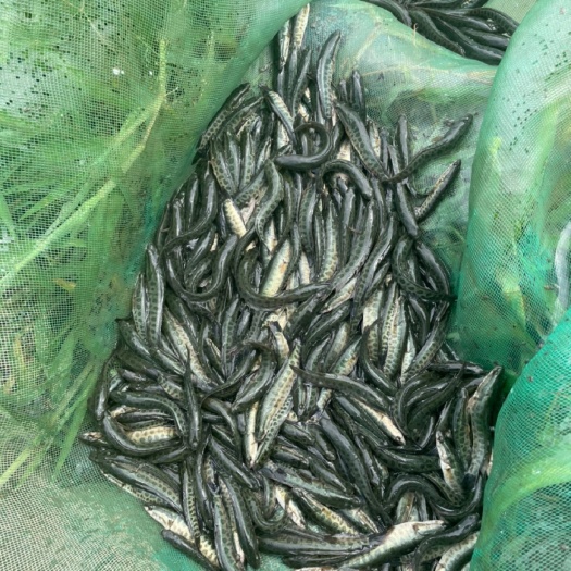 德清县乌鳢苗 黑鱼苗