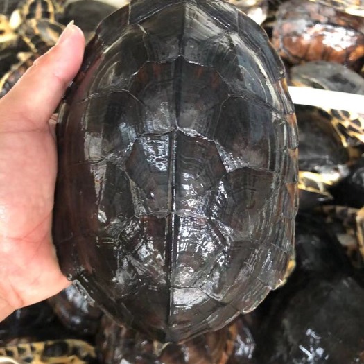 罗定市  石金钱