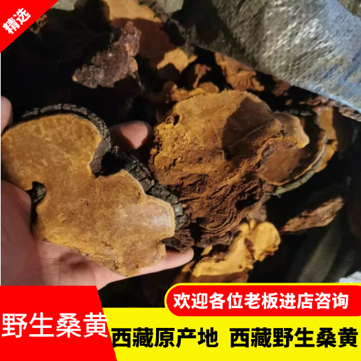林芝桑黄  西藏 一手货源品质保证一件代发量大欢迎来电洽谈
