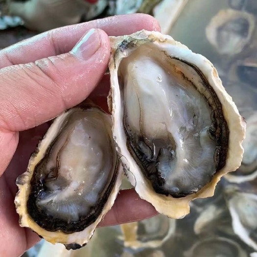饶平县珍珠蚝  潮汕生蚝当季全壳半壳