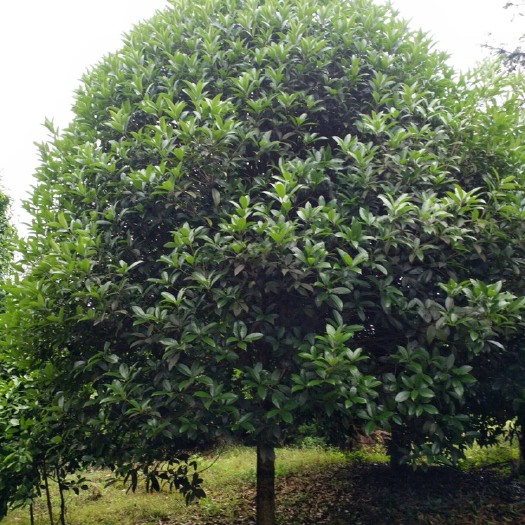 重庆市 大量桂花树苗出售