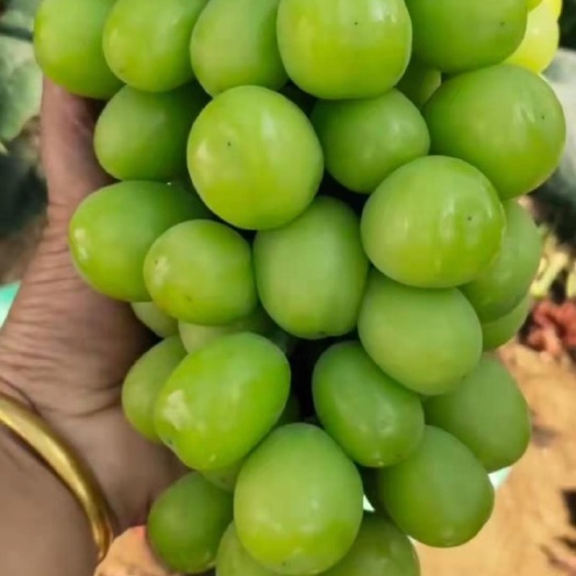 营口辽宁阳光玫瑰葡萄苗芽眼饱满 基地育苗脱毒处理根系发达价格美丽