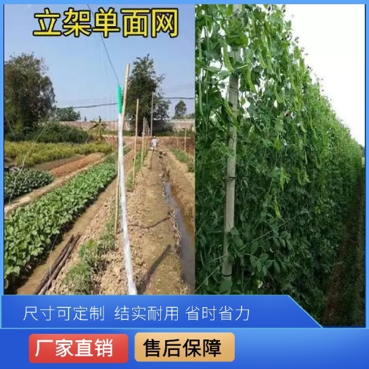 无棣县厂家直销蔬菜大棚爬藤网芸豆豆角吊藤网吊瓜网黄瓜丝瓜网